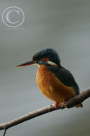 Kingfisher.